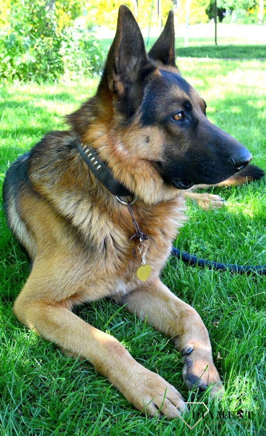 Serce blaszka dla pupila złota 3,5 cm z miejscem na grawer Serce gold L.  Blaszka w formie adresówki, identyfikatora dla psa. Blaszka z miejscem na grawer. Na adresówce możemy wygrawerować np. imię psa i nr telefonu do właścic.jpg